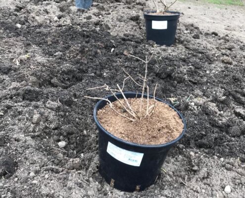 Skolas apkārtnes labiekārtošanas darbi