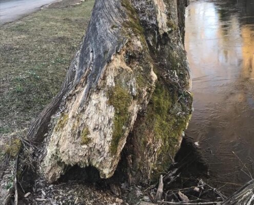 Pie skolas augošie vecie vītoli