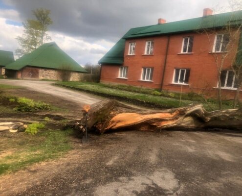 Pie skolas augošie vecie vītoli
