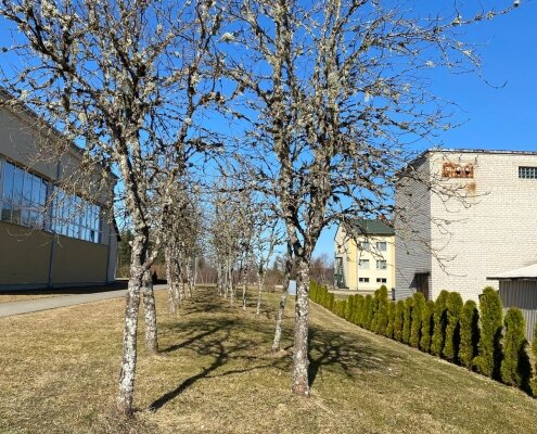 Pīlādžu aleja